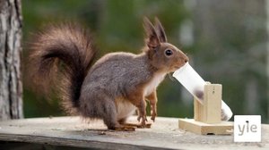 Orava: 04.04.2022 06.00