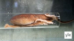 Mustekala: 04.04.2022 06.00