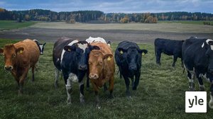 Mistä apu maatalouden ahdinkoon?: 06.04.2022 21.45