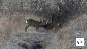 Maaliskuun kevättunteita: 11.04.2022 19.47