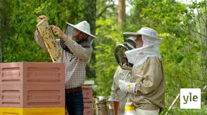 Hunajaa ja loppukesän kaihoa: 12.04.2022 00.01