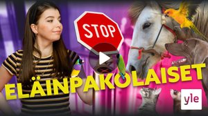 Pakolaisten mukana tulevat lemmikit voivat aiheuttaa eläitautiriskin: 12.04.2022 10.28