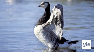 Kosteikoilta ulkoluodoille: 17.04.2022 07.53