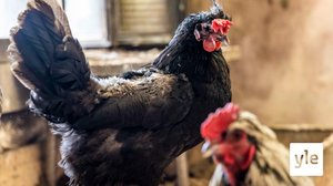 Elina Holstilan harrastekanalassa asuu sata siivekästä: 20.04.2022 10.31