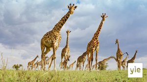 Johtajuus: 25.04.2022 06.00