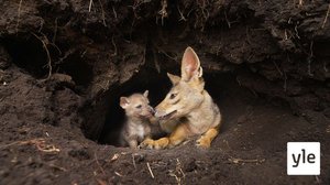 Uudistuminen: 25.04.2022 06.00