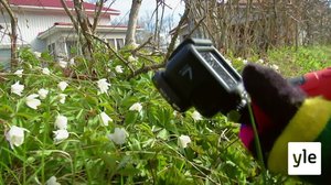 Kukat: 21.04.2022 17.00