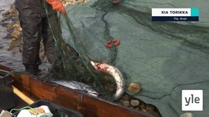 Yle Oddasat 22.4.2022: 22.04.2022 16.45