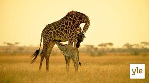 Tulikoe: 25.04.2022 06.00