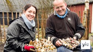 Puutarhatiistai: 26.04.2022 08.05