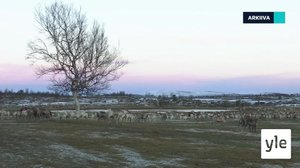 Yle Oddasat 26.4.2022: 26.04.2022 16.45