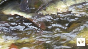 Seuraa kalojen nousua suorassa lähetyksessä Merenkurkun Bodvattnetista - päivä 1: 27.04.2022 20.02