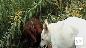 Wilma karkuteillä: 28.04.2022 10.00