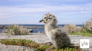 Peräti kolmannes Suomen lintulajeista on uhanalaisia: 13.09.2019 13.13