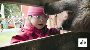 Tyyne, villasika (S): 17.09.2019 18.00