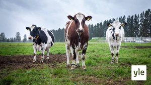 Maatalouden fosforipäästöt ovat luultua pienemmät: 16.09.2019 10.55