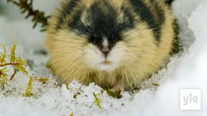 Avara luonto: Pieni, suuri tunturisopuli: 28.09.2019 06.00