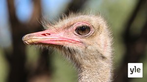 Avara luonto: Strutsi - elämää juosten: 05.10.2019 06.00