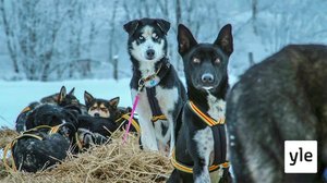 Lars Monsenin koiravaljakko: 10.10.2019 06.00