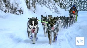 Lars Monsenin koiravaljakko: 10.10.2019 06.00