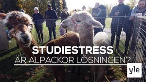 Var tredje studerande mår dåligt – kan alpackor vara lösningen?: 23.10.2019 15.15