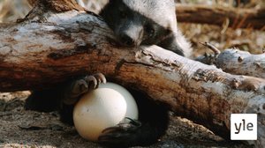 Avara luonto: Mesimäyrän maailma: 28.10.2019 06.00