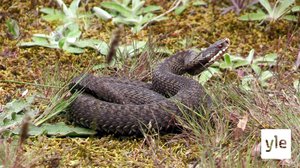 Luontomatkalla: 02.11.2019 06.00