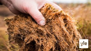 Rahkasammal avuksi maailman ruokatuotantoon: 30.10.2019 10.50