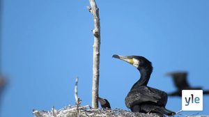 Merikotkat iskivät tuhansien merimetsojen pesimäsaarelle: 01.11.2019 09.03