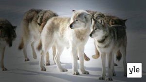 Luontomatkalla: 09.11.2019 06.00