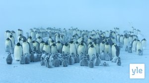 Keisaripingviinien mailla: 11.11.2019 06.00