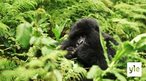 Luontomatkalla: 16.11.2019 06.00