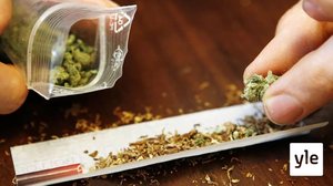 Tutkimus: Puolet nuorista ei usko, että kannabiksen kokeilussa on riskejä: 13.11.2019 11.44