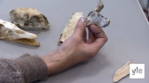 Maan kohoaminen tuo esiin merenpohjassa säilyneitä luita: 14.11.2019 11.27