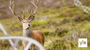 Prisma: Lääkettä luonnosta?: 18.11.2019 06.00