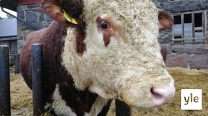 Isot lihatalot pyrkivät kohti hiilineutraalia naudanlihaa: 19.11.2019 11.29