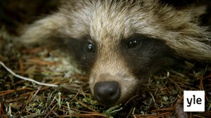 Luontomatkalla: 23.11.2019 06.00