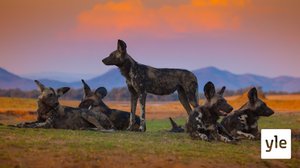 Hyeenakoiralauman kapina: 25.11.2019 06.00