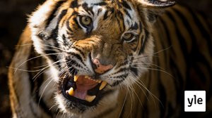 Tiikeriemon taistelu: 02.12.2019 06.00