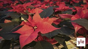 Puutarhoilla kaivataan ekologisia vaihtoehtoja muoviruukuille: 04.12.2019 11.06