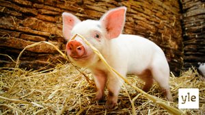 Avara luonto: Sikojen salattu elämä: 09.12.2019 06.00