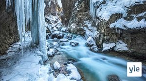 Luontohetki: Alppipurojen elämää: 16.12.2019 06.00