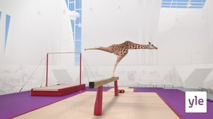 Telinevoimistelu (S): 14.12.2019 01.00