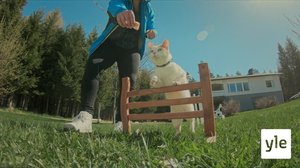 Temppuilevat kissat ja ankat: 14.12.2019 10.00