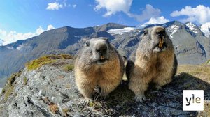 Luontohetki: Alppimurmelin elämää: 16.12.2019 06.00