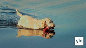 Arjessa auttava avustajakoira: 14.12.2019 10.00