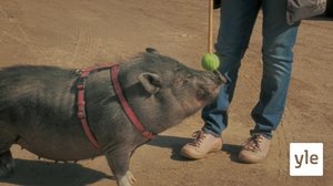 Taitava possu: 14.12.2019 10.00