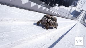 Mäkihyppy (S): 21.12.2019 01.00