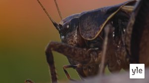 Pronssilisko ja kultakuoriainen: 23.12.2019 00.01