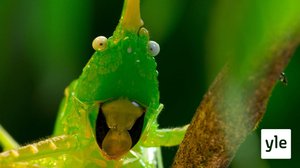 Vihreä maailma: 25.12.2019 08.05